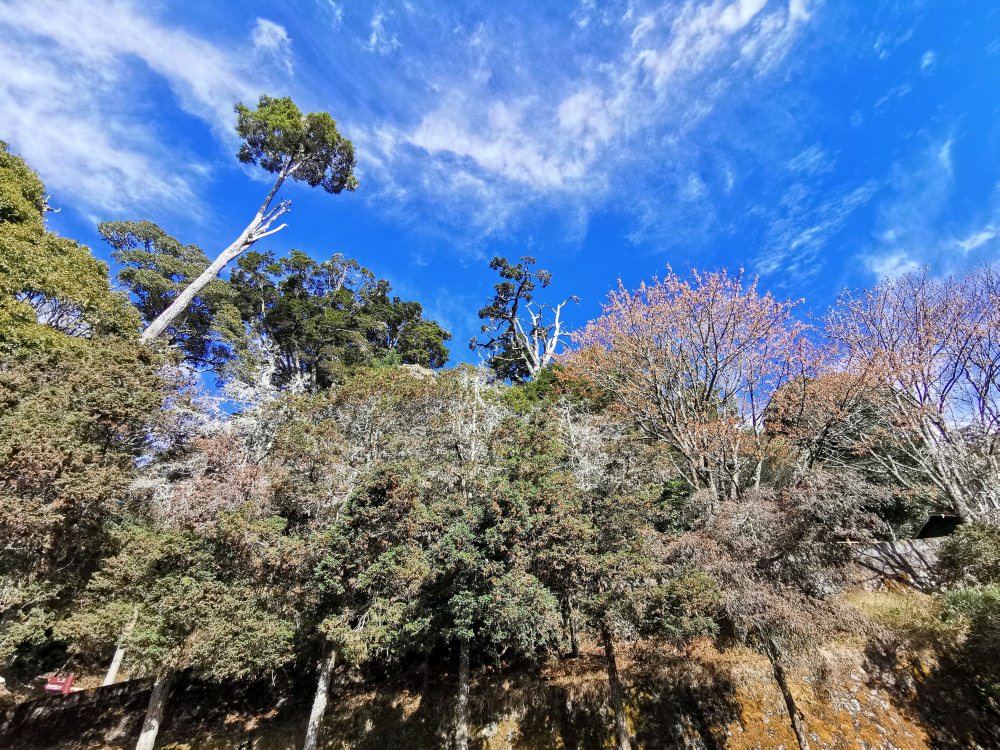 大雪山森林遊樂區 高山風景四季皆美 台中二日遊 住宿訂房+散步步道大解析