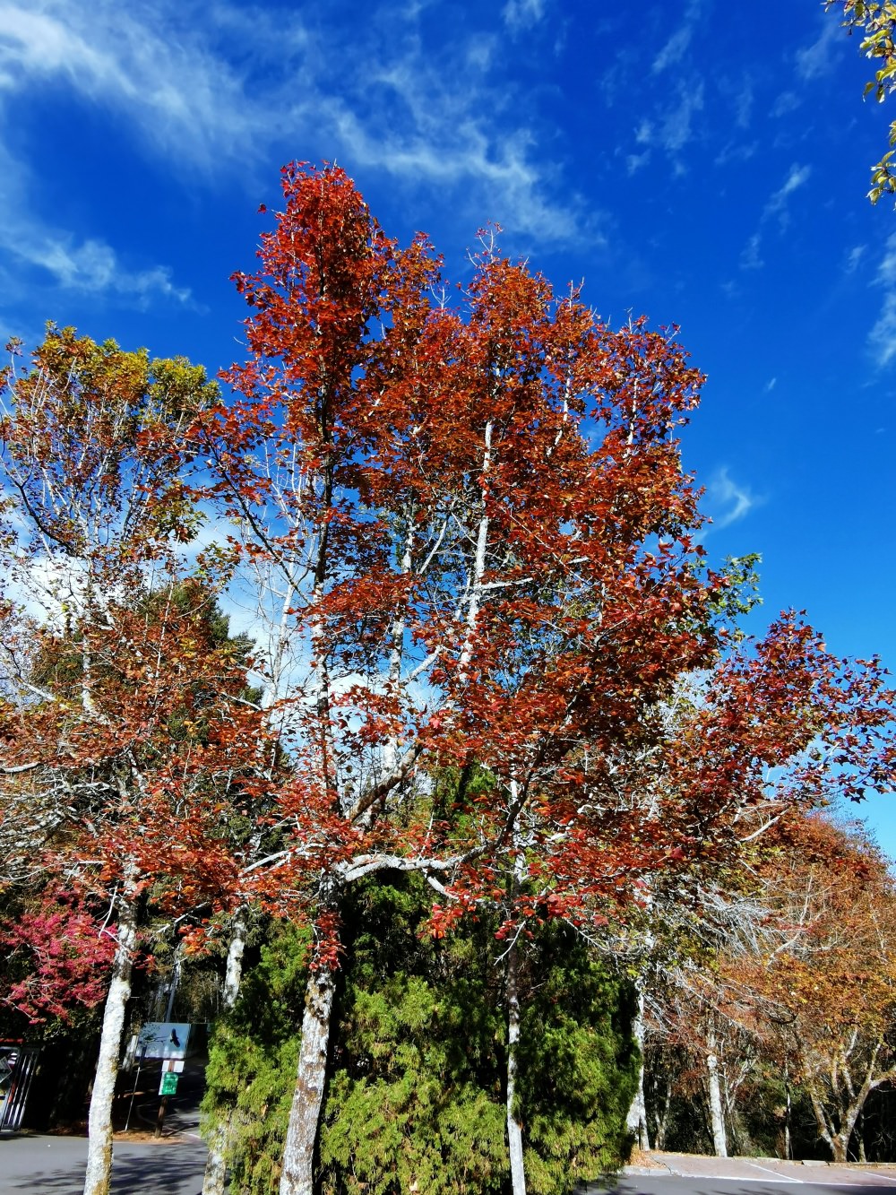 大雪山森林遊樂區 高山風景四季皆美 台中二日遊 住宿訂房+散步步道大解析