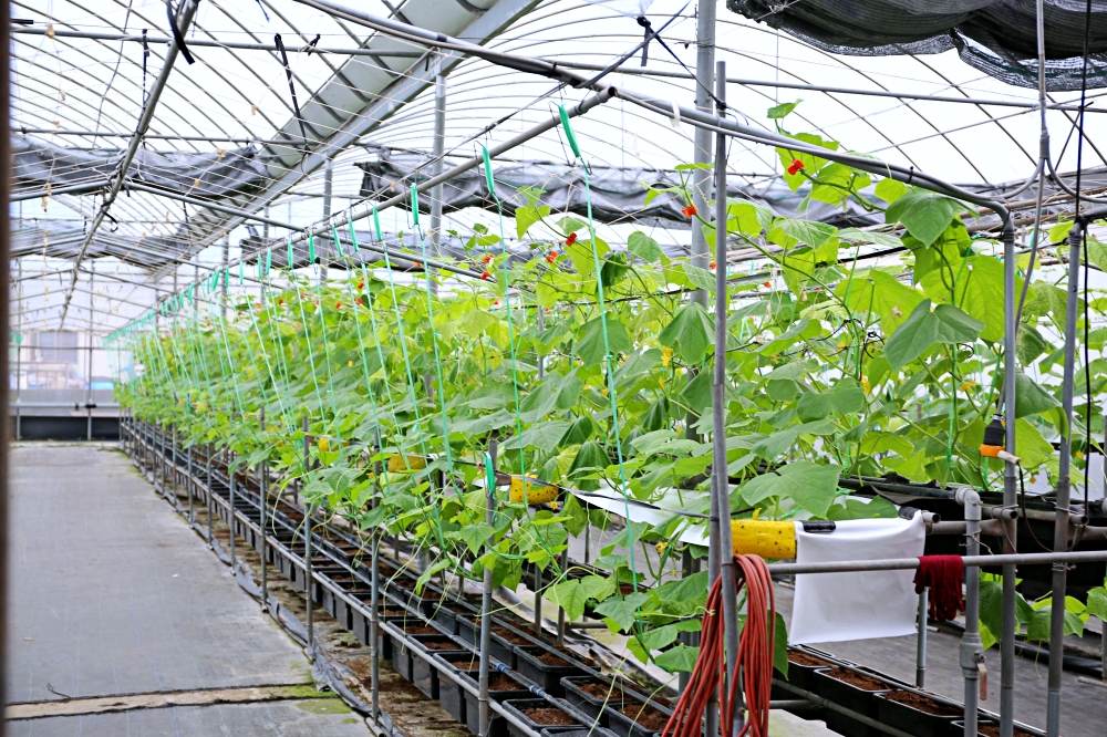 漫遊台中山城 新社東勢石岡谷關 美食景點深入玩