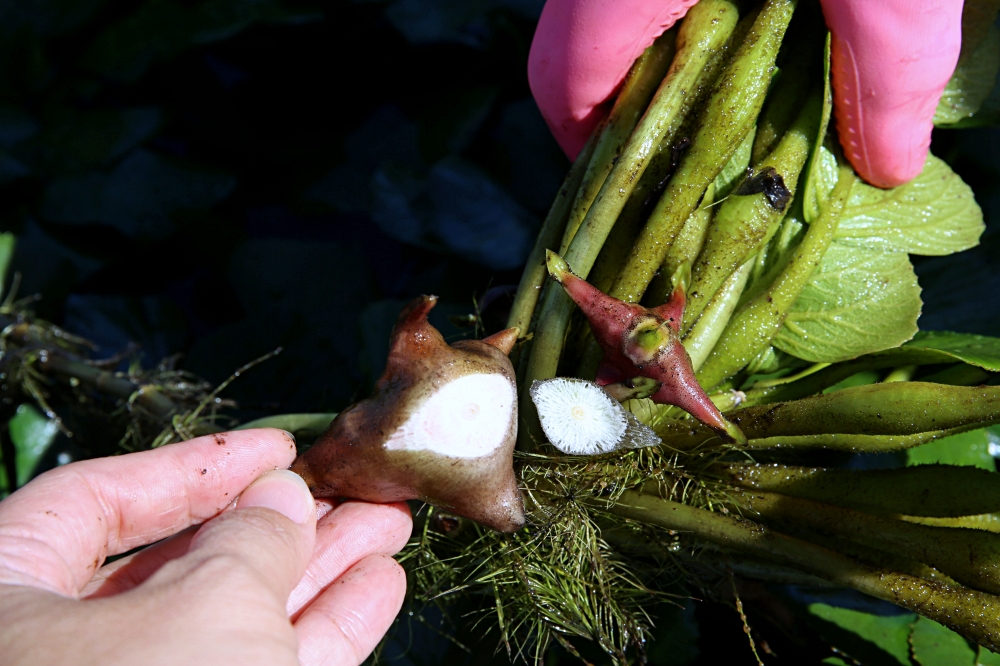 快來全聯找官田菱雉菱！綠保標章的菱角超好吃 同場加映菱角食譜