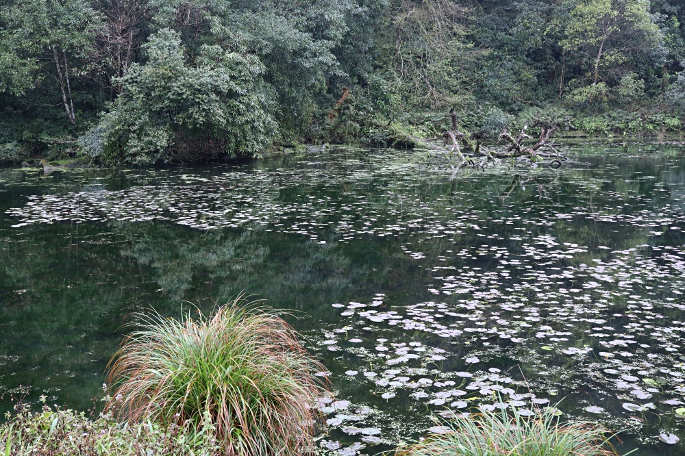 福山植物園 來場和野生動物不期而遇的清新約會吧！宜蘭森林生態秘境