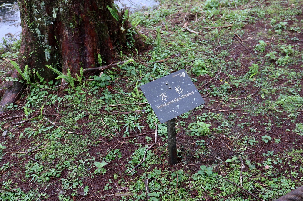 福山植物園 來場和野生動物不期而遇的清新約會吧！宜蘭森林生態秘境