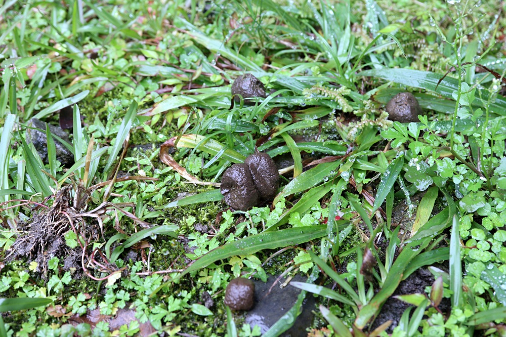 福山植物園 來場和野生動物不期而遇的清新約會吧！宜蘭森林生態秘境