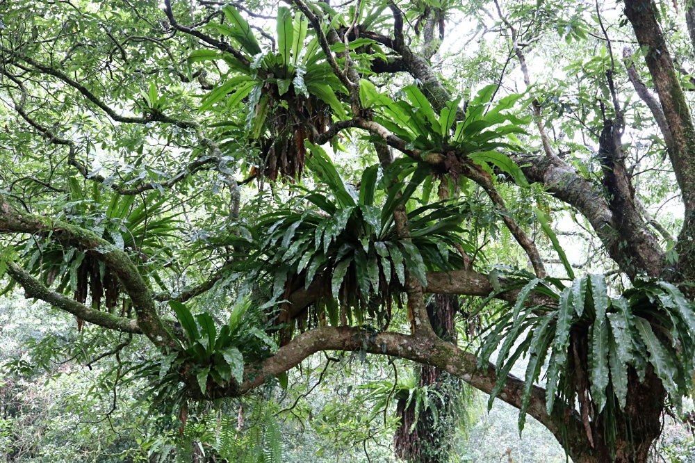 福山植物園 來場和野生動物不期而遇的清新約會吧！宜蘭森林生態秘境