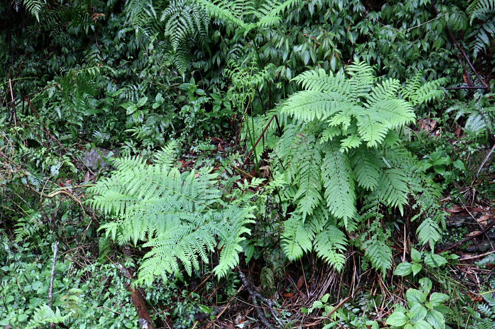 福山植物園 來場和野生動物不期而遇的清新約會吧！宜蘭森林生態秘境