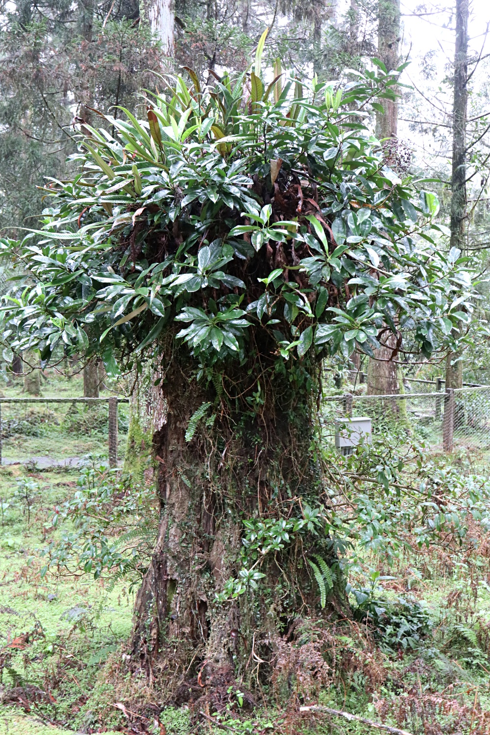 福山植物園 來場和野生動物不期而遇的清新約會吧！宜蘭森林生態秘境