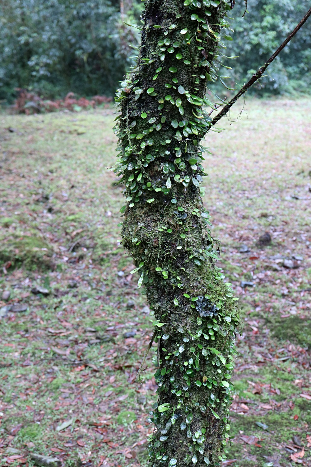 福山植物園 來場和野生動物不期而遇的清新約會吧！宜蘭森林生態秘境