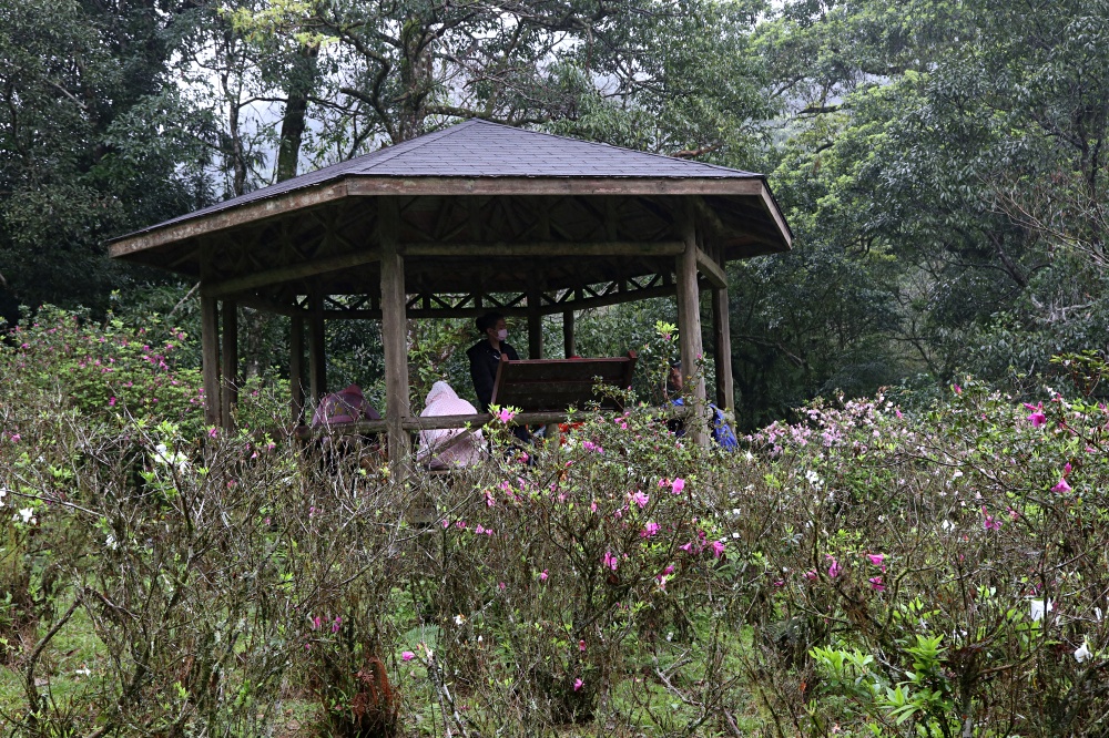 福山植物園 來場和野生動物不期而遇的清新約會吧！宜蘭森林生態秘境