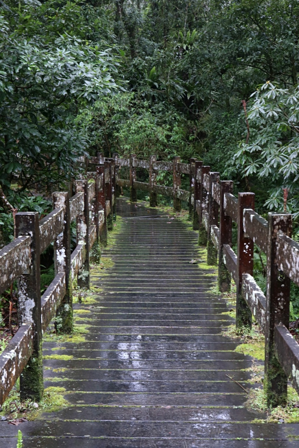 福山植物園 來場和野生動物不期而遇的清新約會吧！宜蘭森林生態秘境