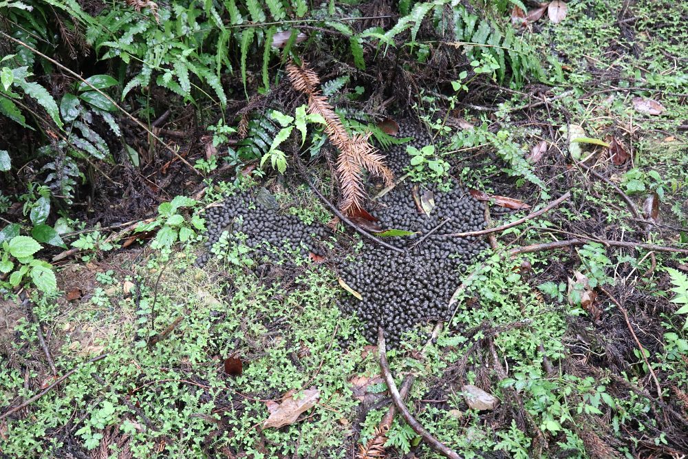 福山植物園 來場和野生動物不期而遇的清新約會吧！宜蘭森林生態秘境