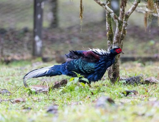 福山植物園 來場和野生動物不期而遇的清新約會吧！宜蘭森林生態秘境