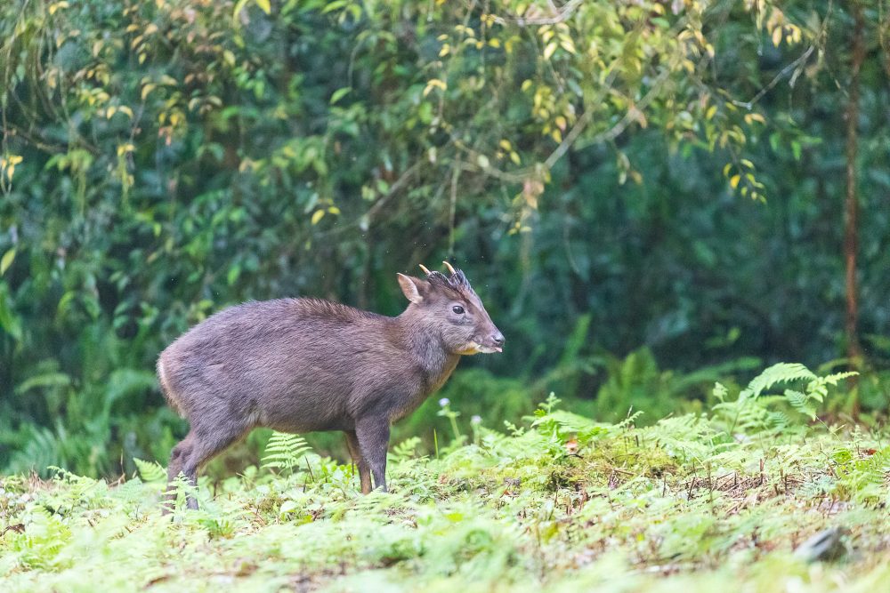 福山植物園 來場和野生動物不期而遇的清新約會吧！宜蘭森林生態秘境