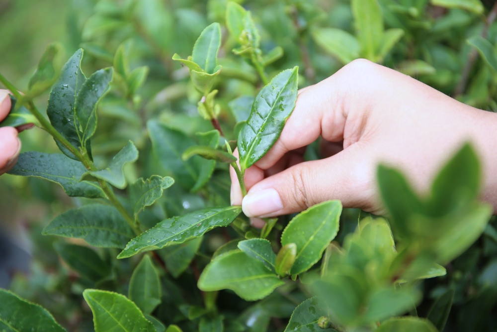 來墾丁這麼玩就對了！採港口茶 黑豆腐DIY 漫步白榕園 港口村生態旅遊好精彩