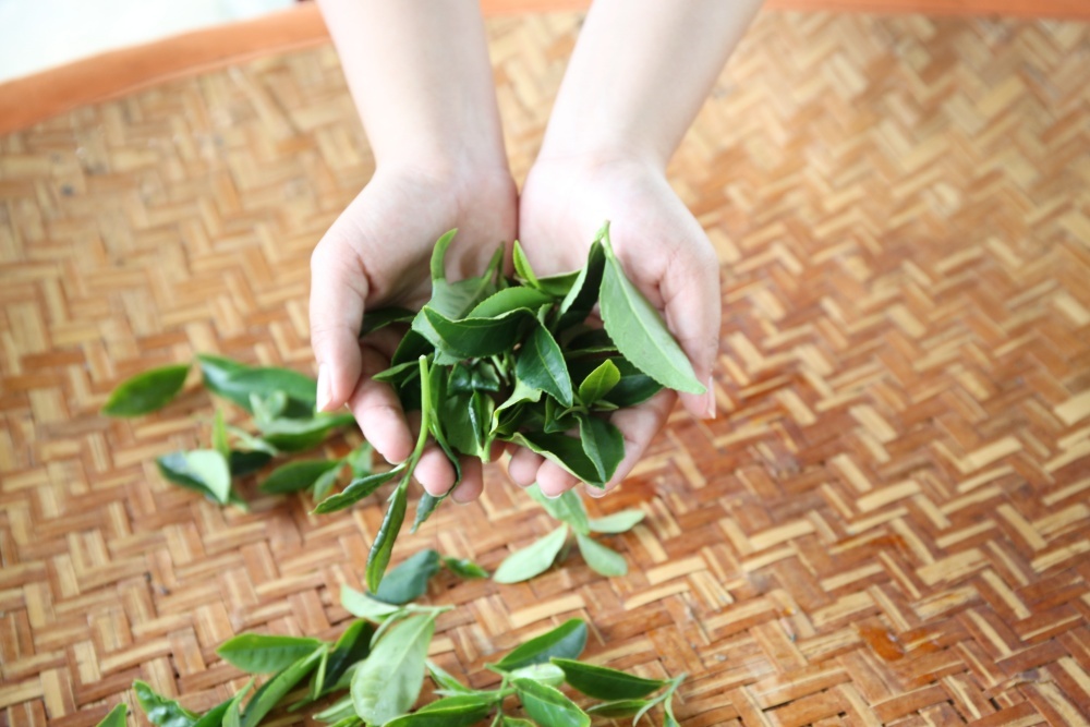 來墾丁這麼玩就對了！採港口茶 黑豆腐DIY 漫步白榕園 港口村生態旅遊好精彩