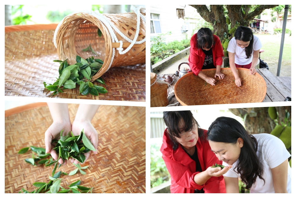 來墾丁這麼玩就對了！採港口茶 黑豆腐DIY 漫步白榕園 港口村生態旅遊好精彩