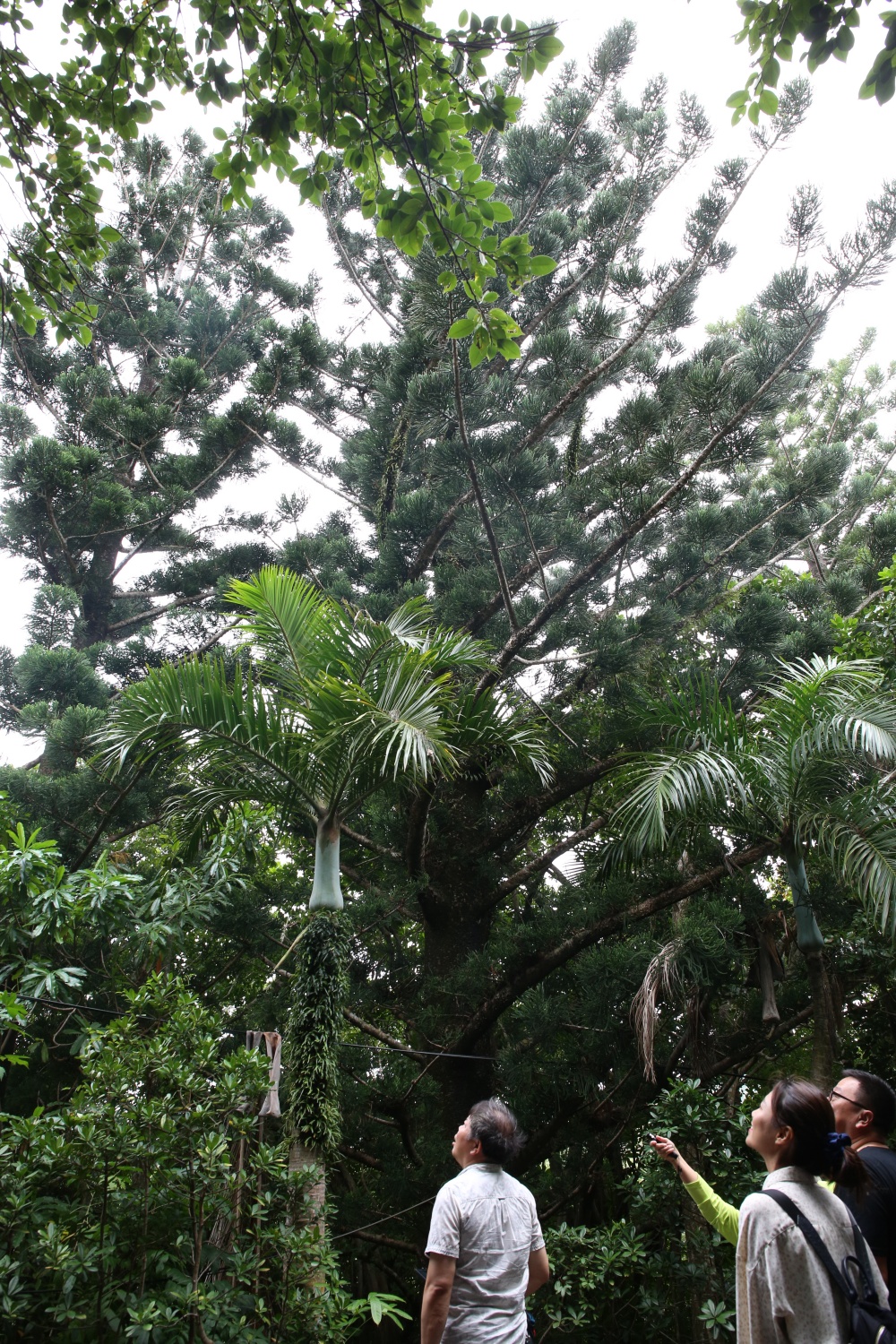 來墾丁這麼玩就對了！採港口茶 黑豆腐DIY 漫步白榕園 港口村生態旅遊好精彩