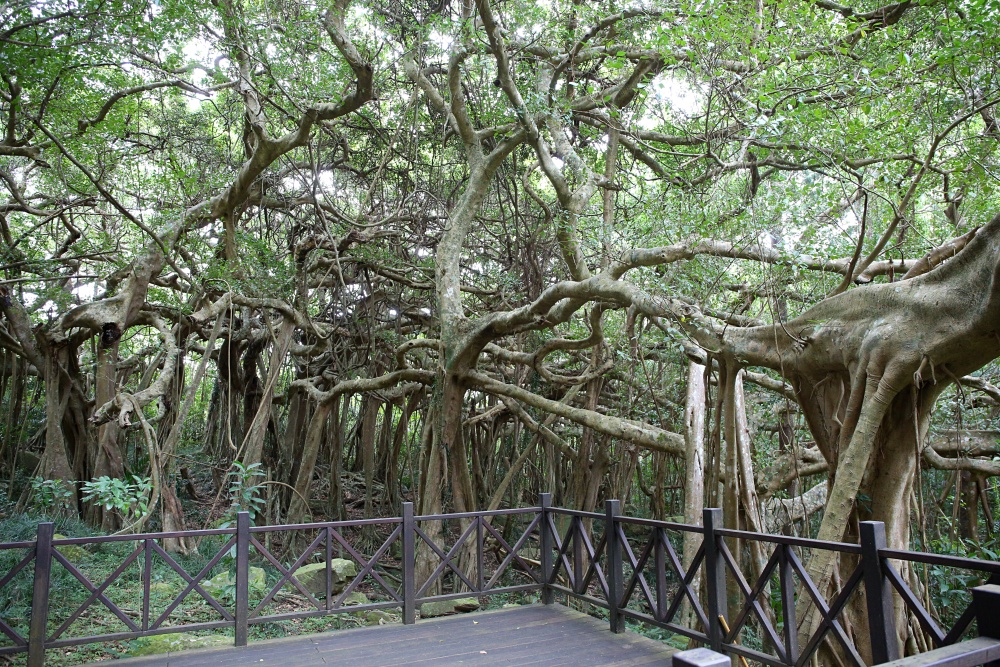 來墾丁這麼玩就對了！採港口茶 黑豆腐DIY 漫步白榕園 港口村生態旅遊好精彩