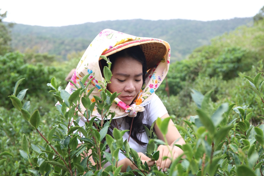 來墾丁這麼玩就對了！採港口茶 黑豆腐DIY 漫步白榕園 港口村生態旅遊好精彩