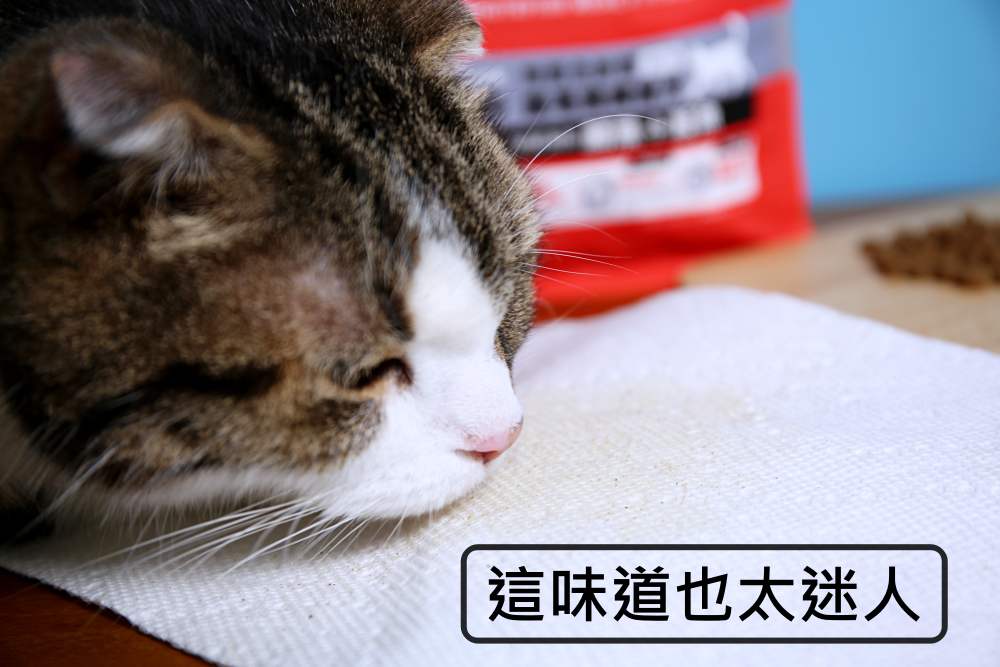 新萃 NutriSource 天然寵糧 NS經典鮮肉 DFA星級&WDJ雙推薦無穀貓飼料 無FDA召回紀錄！