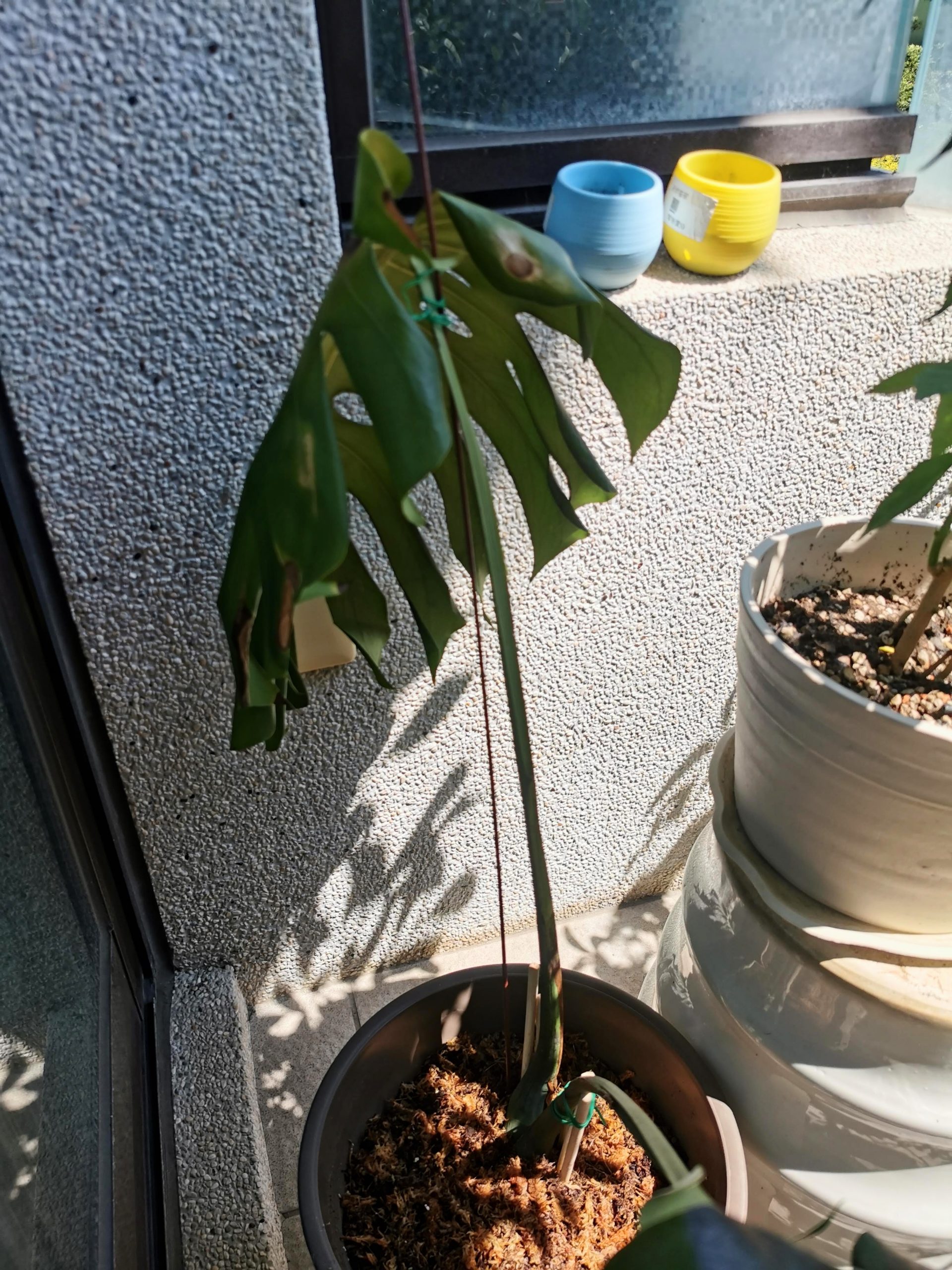 選對植物，都市小陽台也能滿滿綠意！新手好種植物、網紅植物、台中園藝店及必買IKEA花架