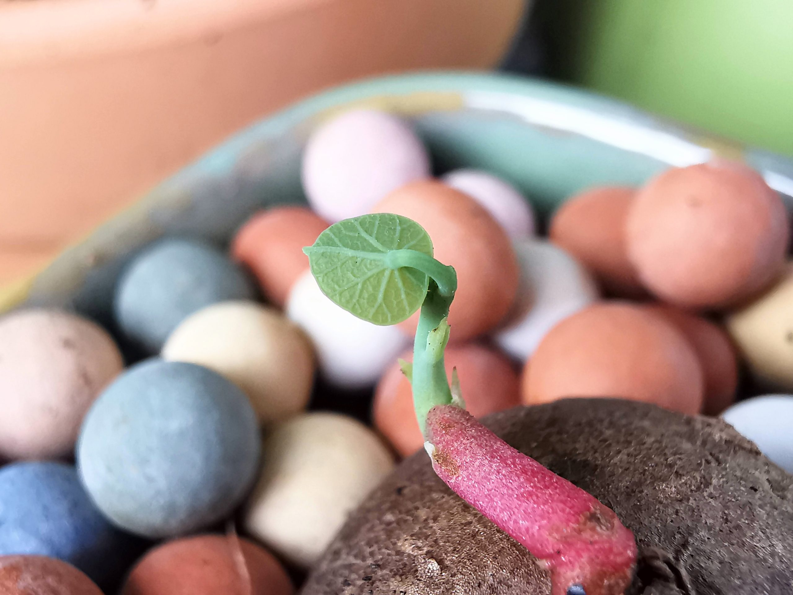 選對植物，都市小陽台也能滿滿綠意！新手好種植物、網紅植物、台中園藝店及必買IKEA花架