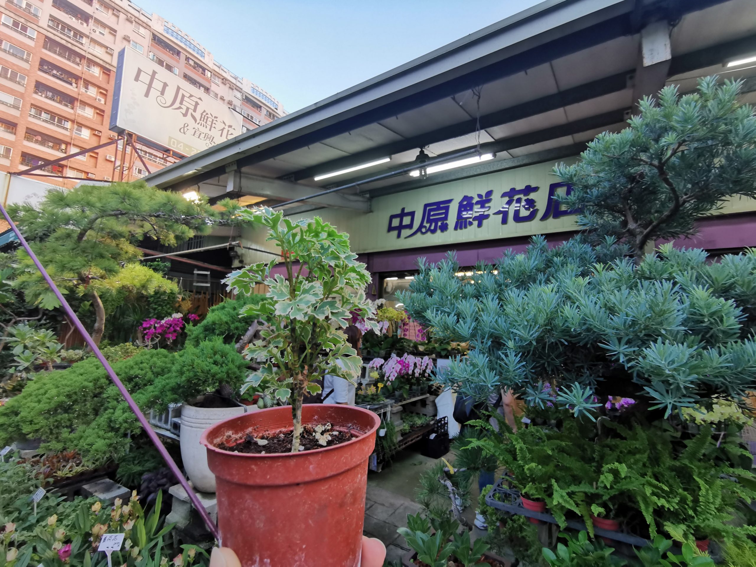 選對植物，都市小陽台也能滿滿綠意！新手好種植物、網紅植物、台中園藝店及必買IKEA花架