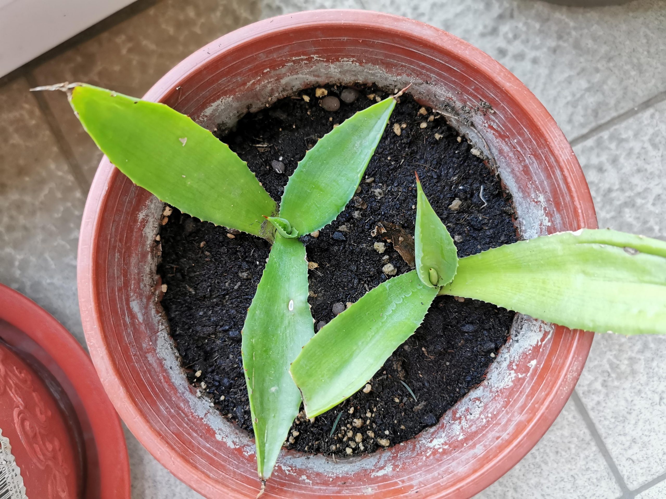 選對植物，都市小陽台也能滿滿綠意！新手好種植物、網紅植物、台中園藝店及必買IKEA花架