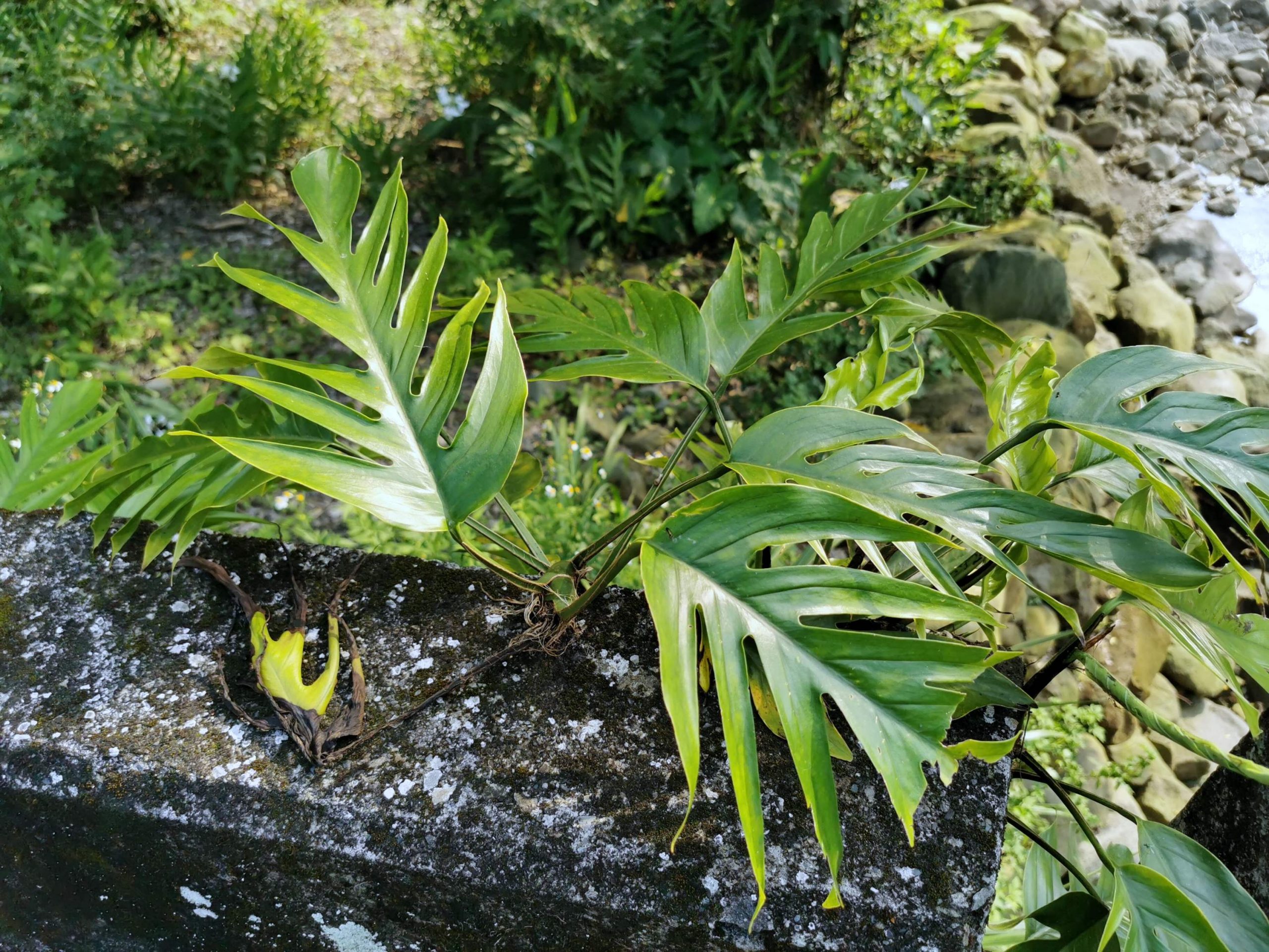 選對植物，都市小陽台也能滿滿綠意！新手好種植物、網紅植物、台中園藝店及必買IKEA花架