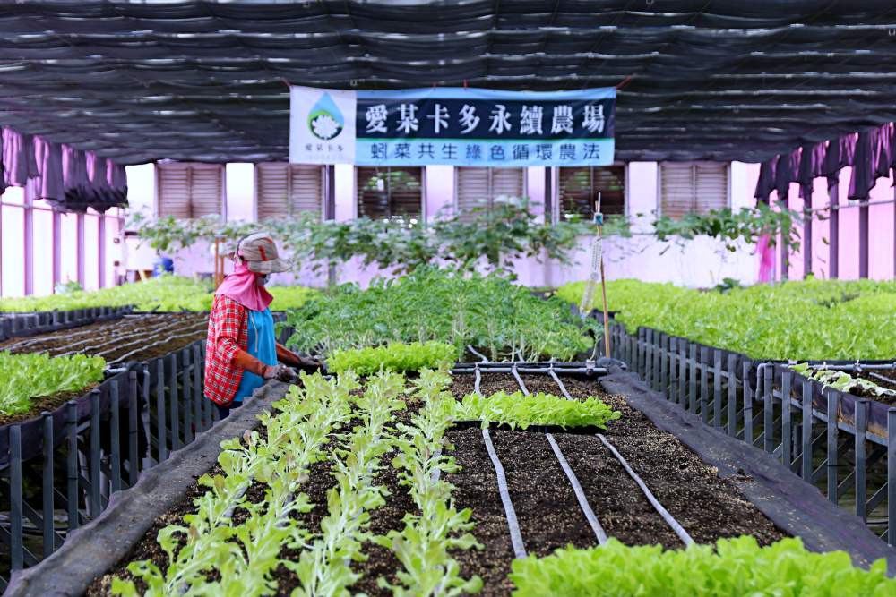 雲林一日農村遊 摘水果挖芋頭採生菜 品嚐在地料理 讓你大喊林北卡好的深度玩法！