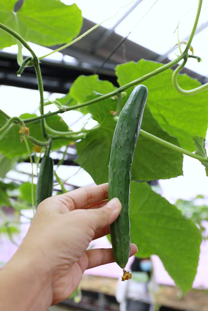 雲林一日農村遊 摘水果挖芋頭採生菜 品嚐在地料理 讓你大喊林北卡好的深度玩法！