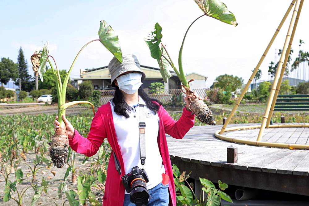 雲林一日農村遊 摘水果挖芋頭採生菜 品嚐在地料理 讓你大喊林北卡好的深度玩法！