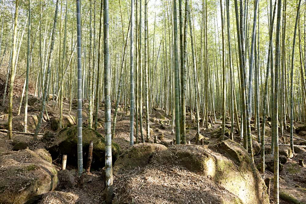 金台灣山莊 溪頭住宿杉木房一泊二食 品酩釀在竹子裡的竹筒酒席超風雅