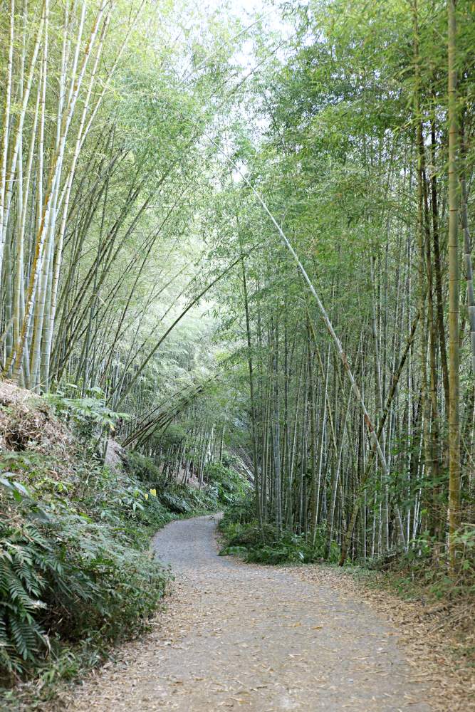 金台灣山莊 溪頭住宿杉木房一泊二食 品酩釀在竹子裡的竹筒酒席超風雅