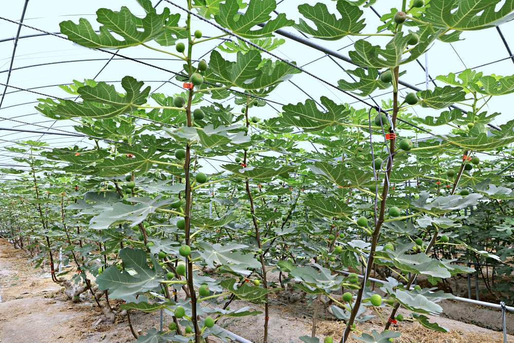 綠野鮮藍帶無花果 全台最大溫室無花果園 蜜香濃郁水潤多汁 還有無花果醬 果乾 果茶 伴手禮好選擇