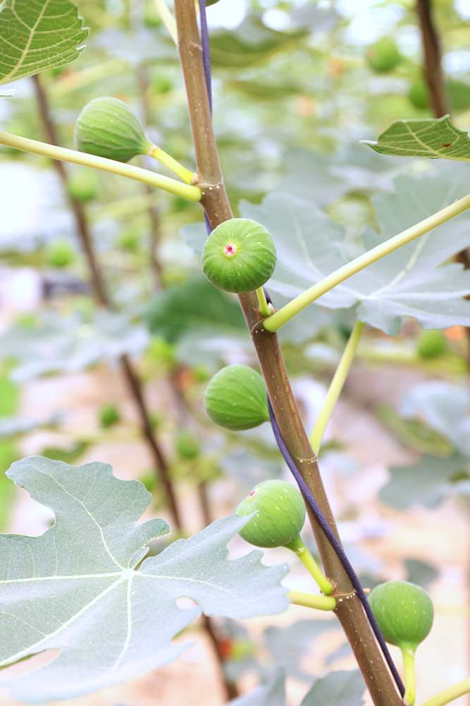 綠野鮮藍帶無花果 全台最大溫室無花果園 蜜香濃郁水潤多汁 還有無花果醬 果乾 果茶 伴手禮好選擇