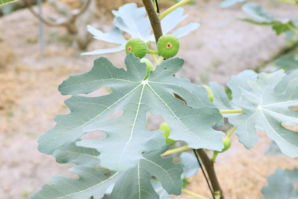 綠野鮮藍帶無花果 全台最大溫室無花果園 蜜香濃郁水潤多汁 還有無花果醬 果乾 果茶 伴手禮好選擇