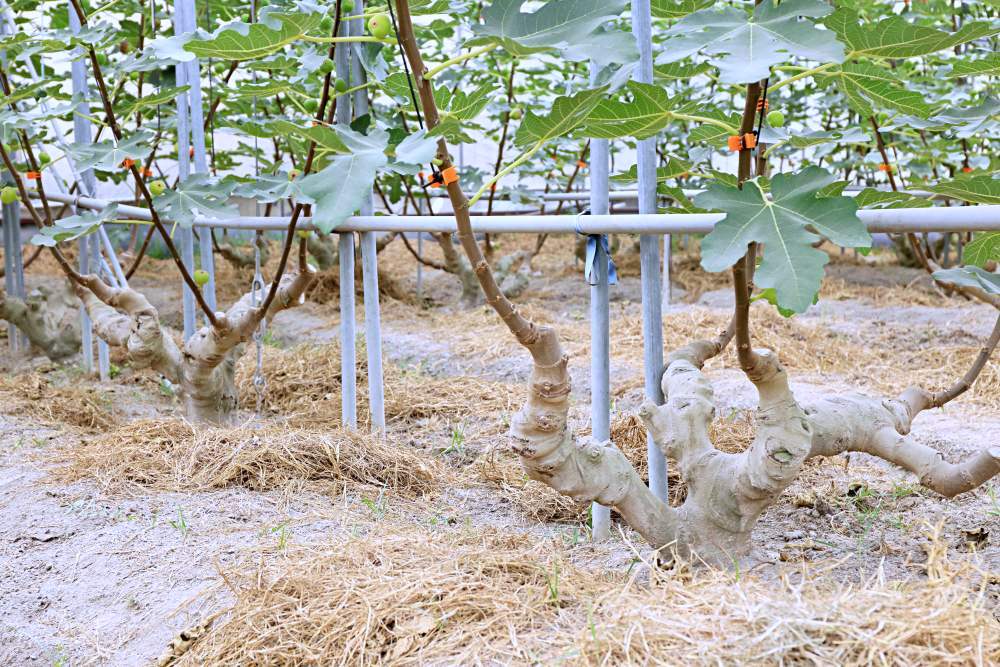 綠野鮮藍帶無花果 全台最大溫室無花果園 蜜香濃郁水潤多汁 還有無花果醬 果乾 果茶 伴手禮好選擇