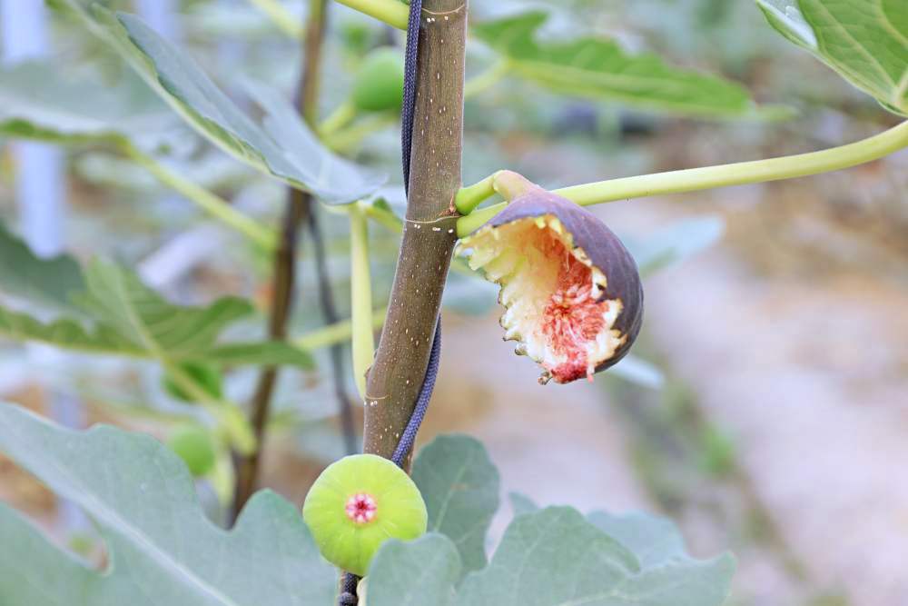 綠野鮮藍帶無花果 全台最大溫室無花果園 蜜香濃郁水潤多汁 還有無花果醬 果乾 果茶 伴手禮好選擇