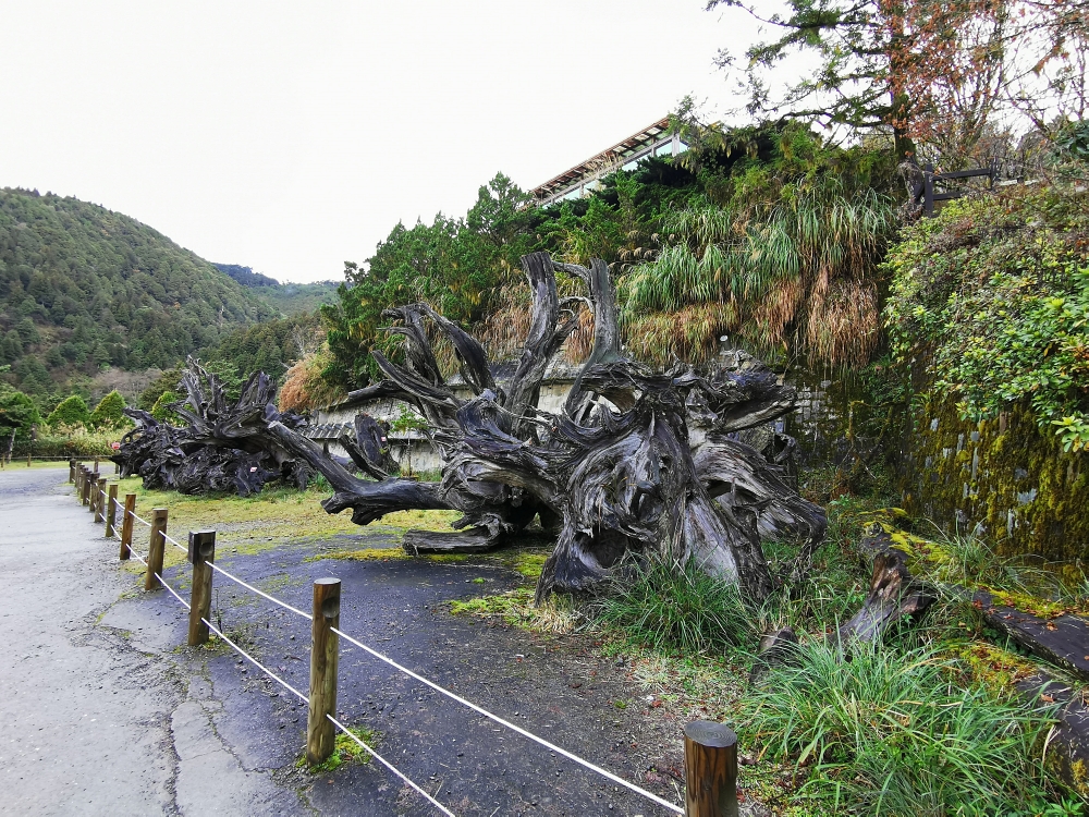 太平山森林遊樂區 如仙境的世外桃源 最美見晴步道 薄霧中的翠峰湖