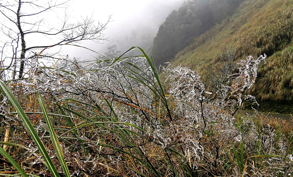 太平山森林遊樂區 如仙境的世外桃源 最美見晴步道 薄霧中的翠峰湖