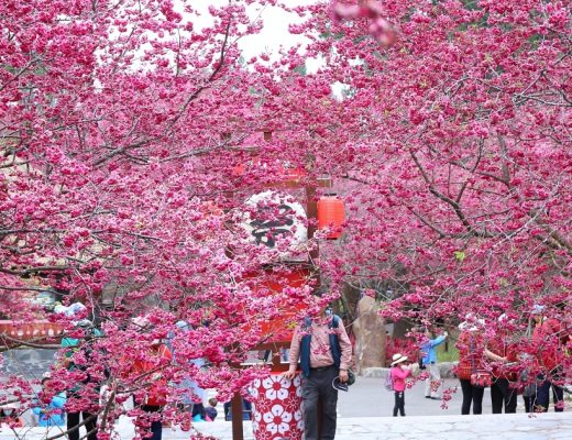 中部賞櫻點 九族文化村五千棵櫻花齊盛開 八重櫻、富士櫻、吉野櫻爆炸美