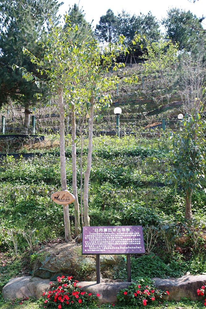 南投魚池景點 台灣香日月潭紅茶廠 三樓奉茶環境好美 憑門票再送茶葉蛋