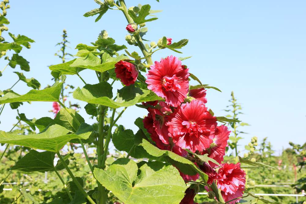 田中窯蜀葵花