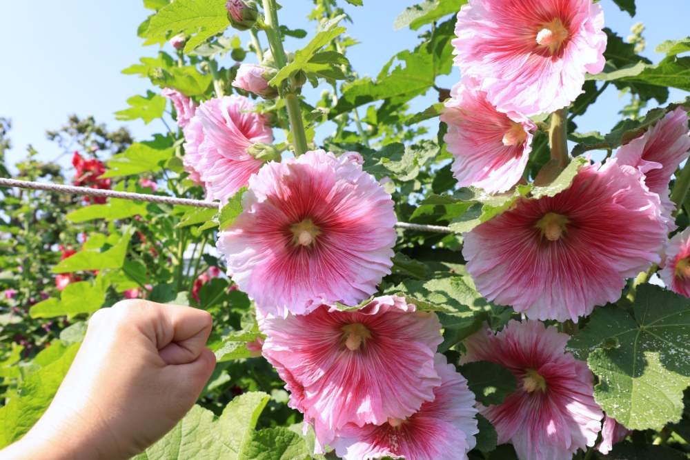 田中窯蜀葵花