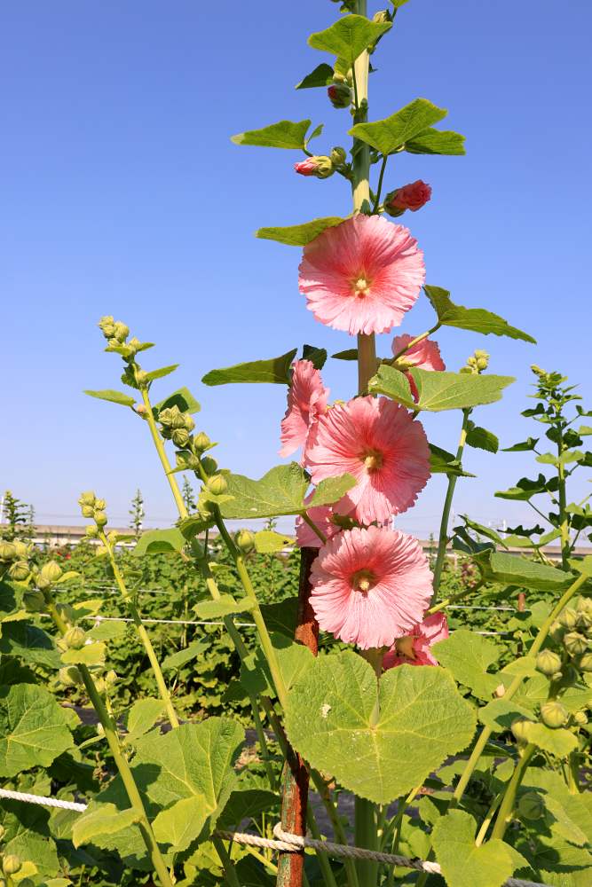 田中窯蜀葵花海開跑！30隻貓咪園中穿梭，還有台版巨型魷魚遊戲人偶，彰化走春好去處