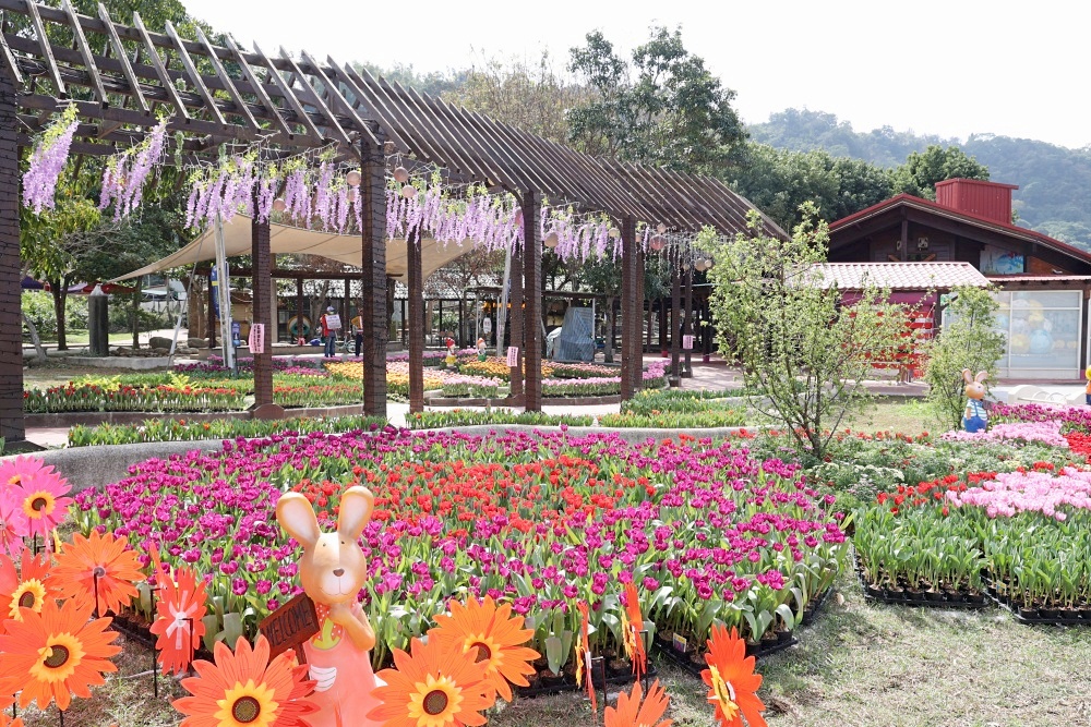 石岡鬱金香花展 上萬株繽紛綻放，中部走春免費景點