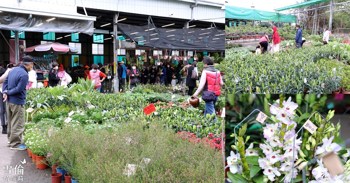 八角農園 台中市最好逛花市沒有之一，小品盆栽7盆100元