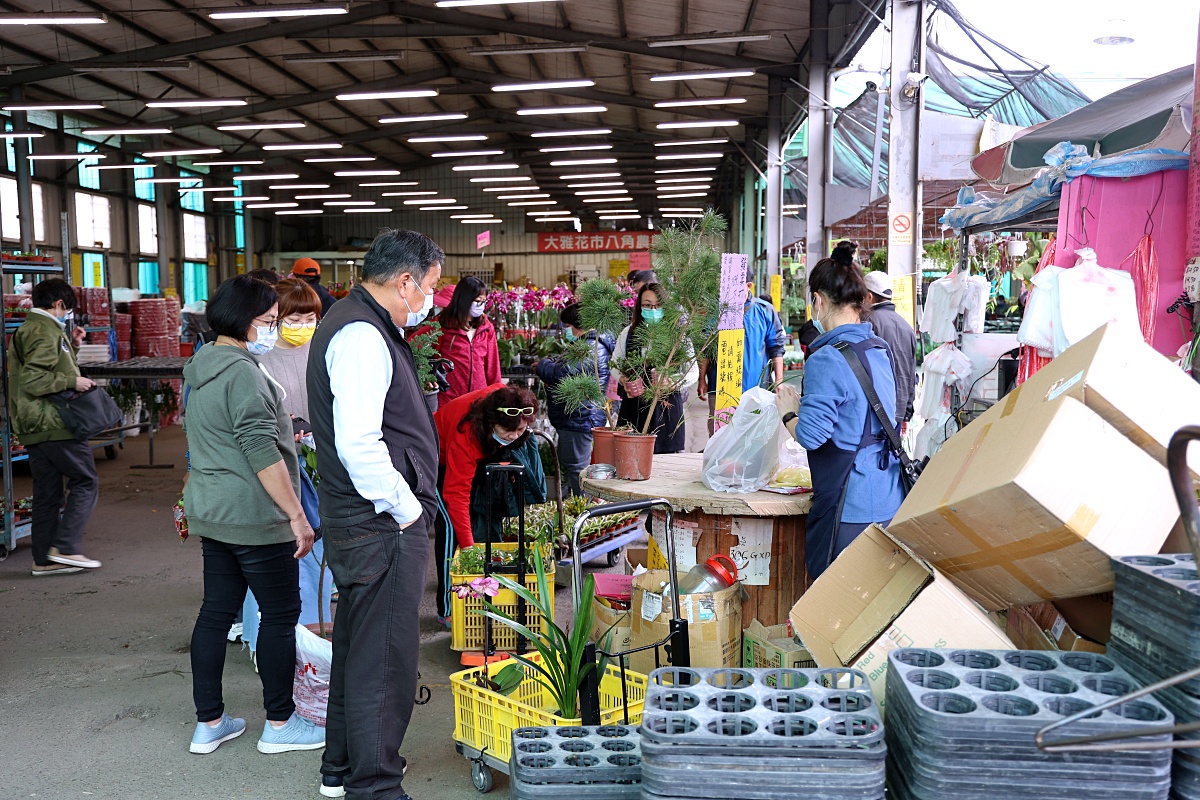 八角農園 | 台中市最好買花市沒有之一，小品盆栽5盆100元