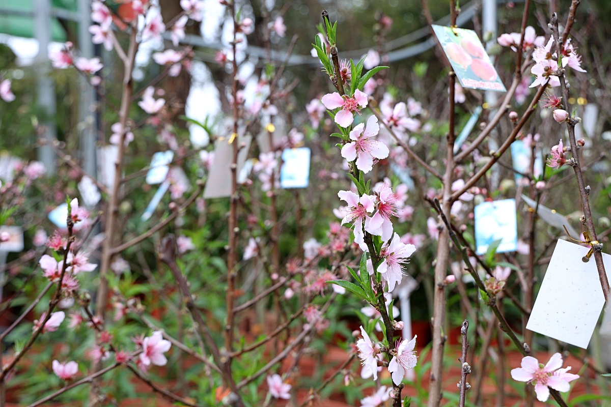 八角農園 | 台中市最好買花市沒有之一，小品盆栽5盆100元