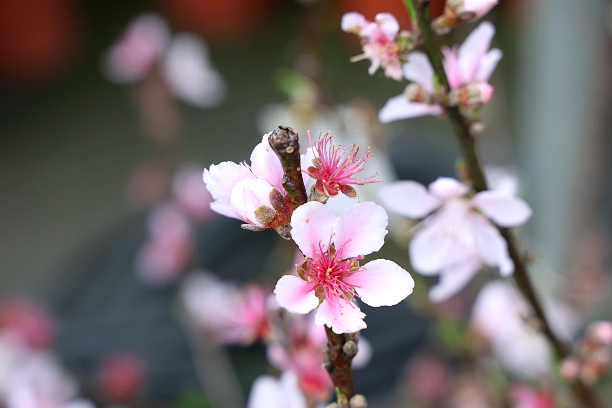 八角農園 | 台中市最好買花市沒有之一，小品盆栽5盆100元